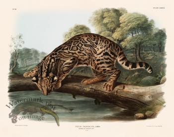 086 Ocelot or Leopard Cat